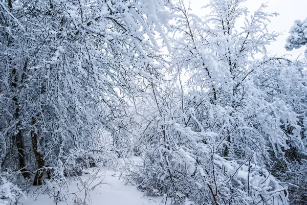 Небольшая Поляна Зимнем Заснеженном Лесу — стоковое фото