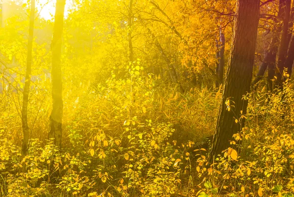 Primer Plano Bosque Otoño Brilla Luz Del Sol — Foto de Stock