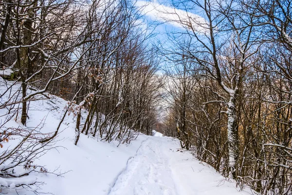 Vinter Insnöad Skog Mount Sluttning — Stockfoto