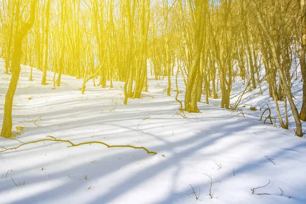 Vinter Skog Scen Den Soliga Dagen — Stockfoto