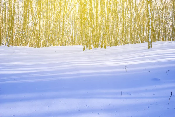 冬天森林在阳光下的林间空地 — 图库照片