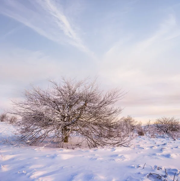 Árbol Solo Entre Las Llanuras Invernales Nevadas Por Tarde —  Fotos de Stock