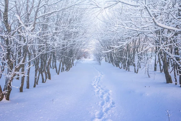 Turistiska Väg Genom Skogen Vintern Insnöade — Stockfoto
