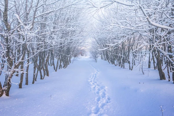 Turystyczne Drogę Przez Las Snowbound Zimy — Zdjęcie stockowe