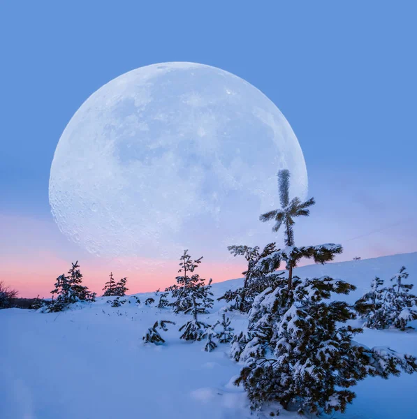 Τεράστια Σελήνη Πάνω Από Ένα Δάσος Χιονισμένα Έλατα Στο Λυκόφως — Φωτογραφία Αρχείου