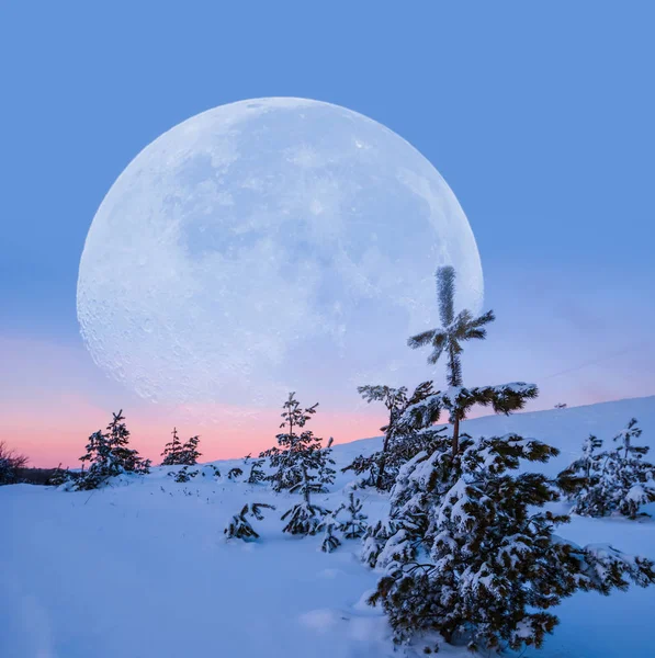 Enorma Månen Ovan Insnöad Fir Skog Skymningstid — Stockfoto