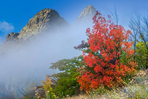 Schöner Roter Herbststrauch Berghang — Stockfoto
