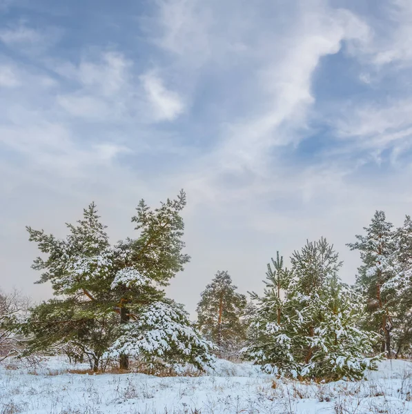 美丽安静的冷杉树森林林在雪中的林间空地 — 图库照片