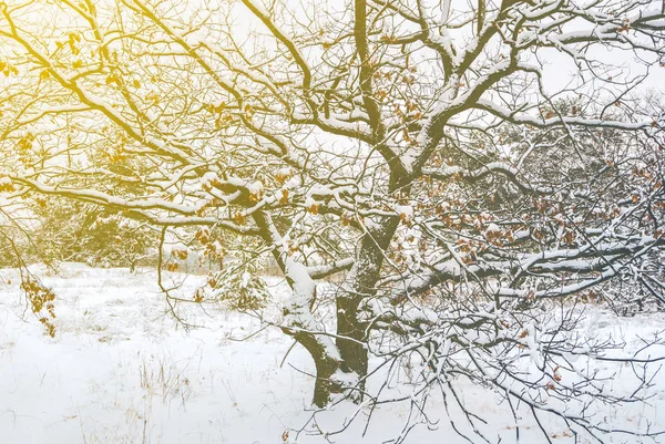 Escena Invernal Bosque Tranquilo Nieve —  Fotos de Stock