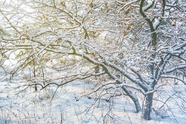 Bela Cena Floresta Inverno Snowbound — Fotografia de Stock