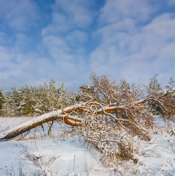 Stort Träd Lögn Vinter Insnöad Skog — Stockfoto