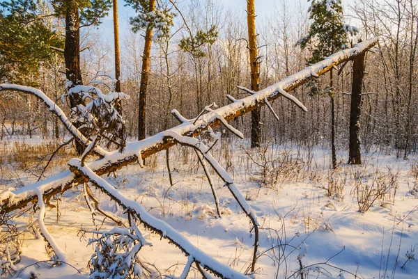 Winter Snowbound Bos Met Vallende Boom Scène — Stockfoto
