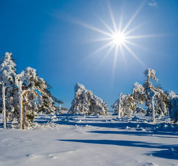 Vacker Tallskog Gnistrande Sol — Stockfoto