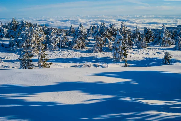 Красивий Зимовий Засніжений Сосновий Ліс Довгих Тінях — стокове фото