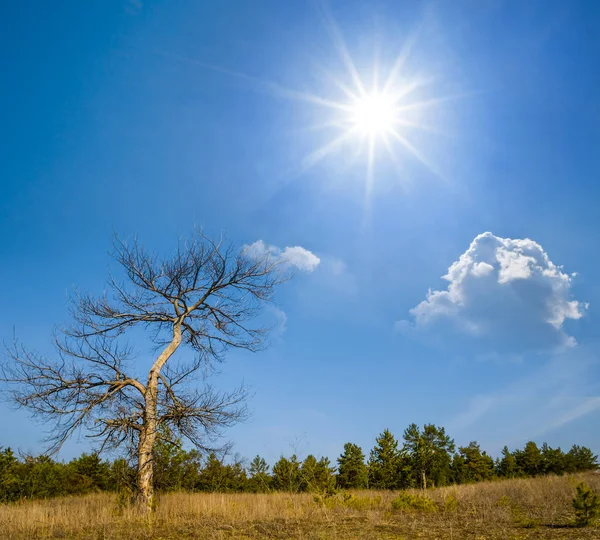 独自干燥高松树下的闪闪发光的太阳 — 图库照片