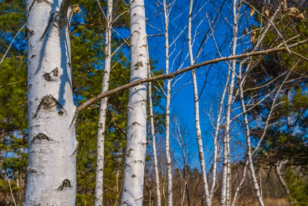 Güzel Beyaz Huş Ağacı Orman Sahne — Stok fotoğraf