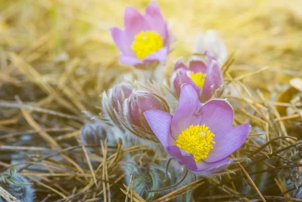 Nahaufnahme Violette Frühlingsblumen Inmitten Eines Trockenen Grases — Stockfoto