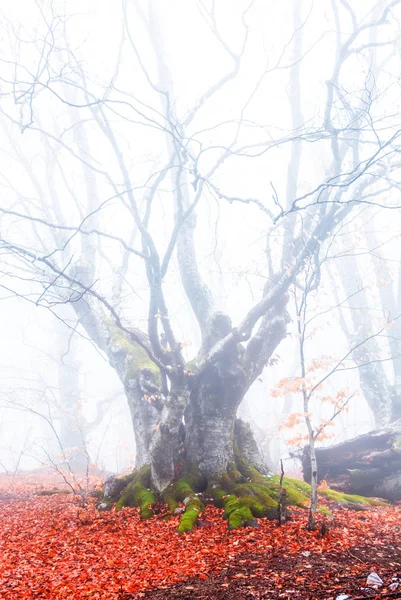 Крупним Планом Старе Букове Дерево Тумані — стокове фото