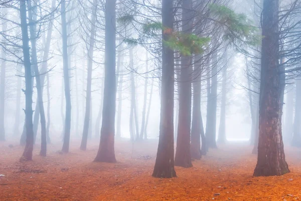 Güzel Sessiz Çam Ormanı Içinde Mavi Sis — Stok fotoğraf