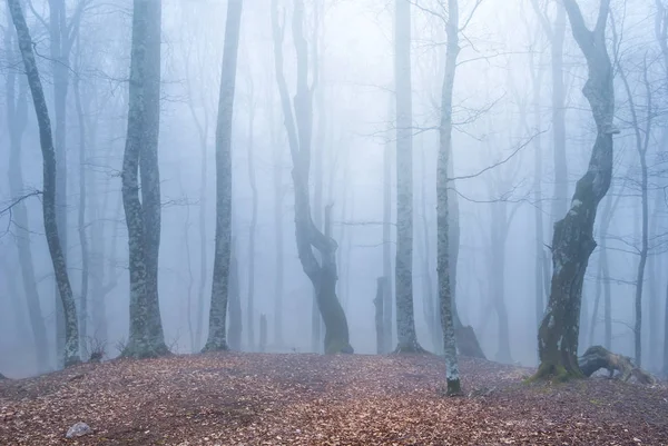 安静的秋天山毛榉森林在蓝色的薄雾中 — 图库照片