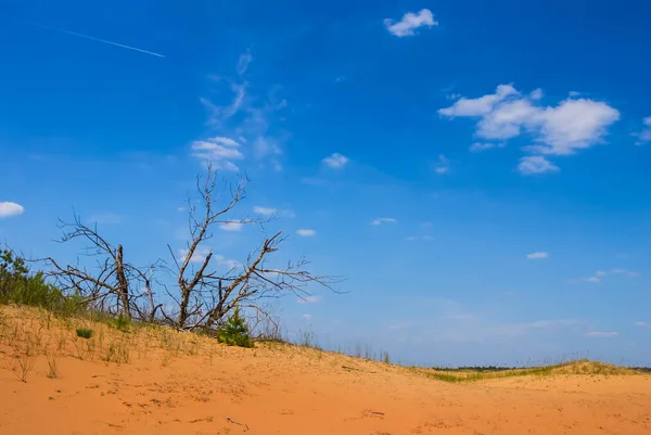 Albero Secco Deserto Sabbioso Caldo — Foto Stock