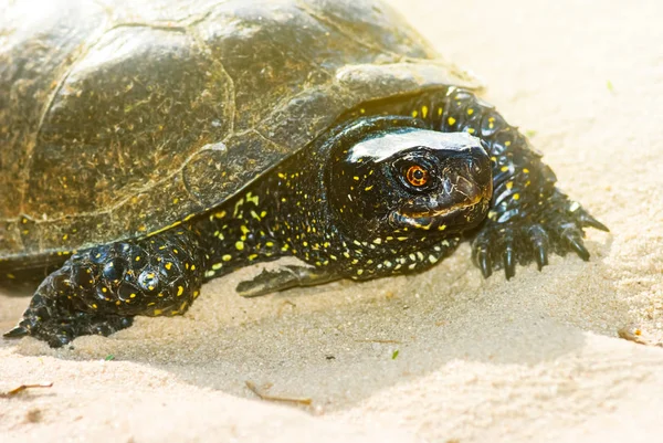 Closeup Turtle Crawling Sand — Stock Photo, Image