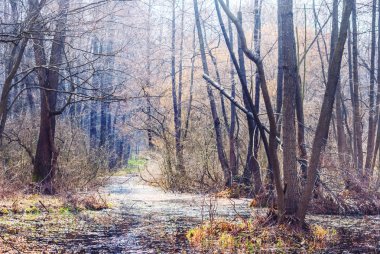 bir sel su ormanda bahar