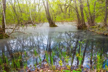 Bahar longozun sahne