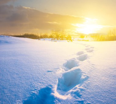 winter snowbound field with human track at tthe sunset clipart