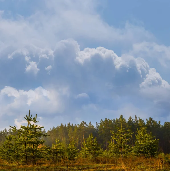 Zomer Bos Onder Een Bewolkte Hemel — Stockfoto