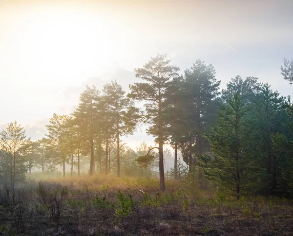 Scène Forêt Été Coucher Soleil — Photo