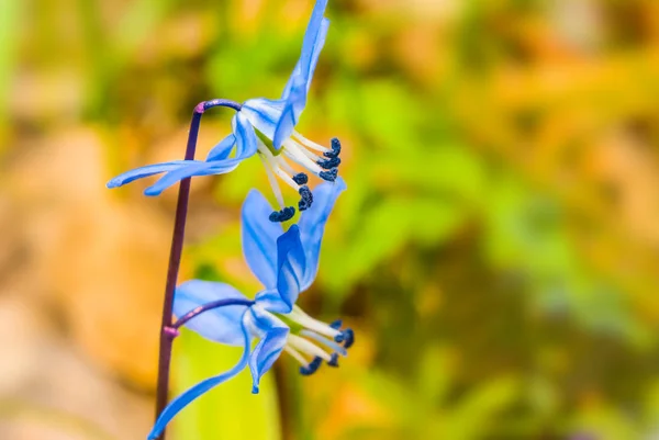 美しいクローズ アップ青春スノー ドロップの花 — ストック写真