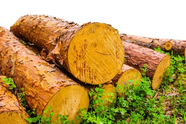 Closeup Heap Tree Log White Background — Stock Photo, Image