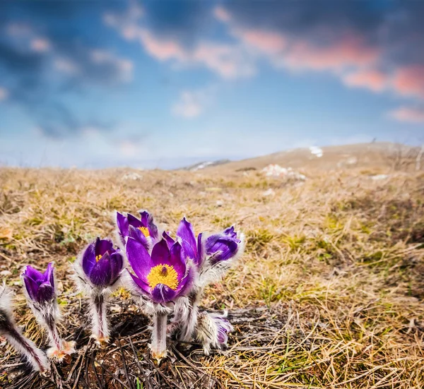 Nahaufnahme Wildblumen Inmitten Einer Prärie — Stockfoto