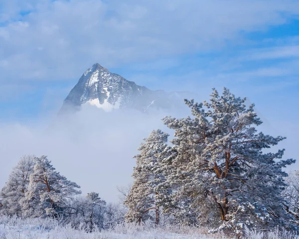 Zasněžené Hory Špička Sněhu Nad Borovým Lesem — Stock fotografie