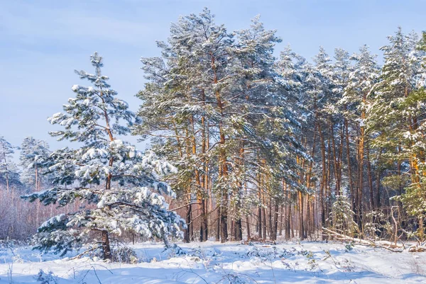 Las Sosnowy Śniegu Zima Krajobraz — Zdjęcie stockowe