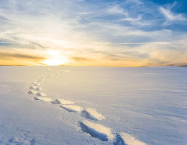Winter Snowbound Plain Sunset — Stock Photo, Image