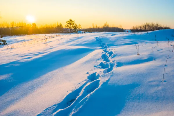 Winter Forest Glade Snö Solnedgången — Stockfoto