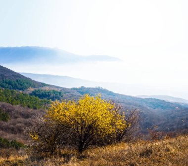 Sonbahar sahne, dağ yamacı sonbahar ağaç ve puslu gök ile