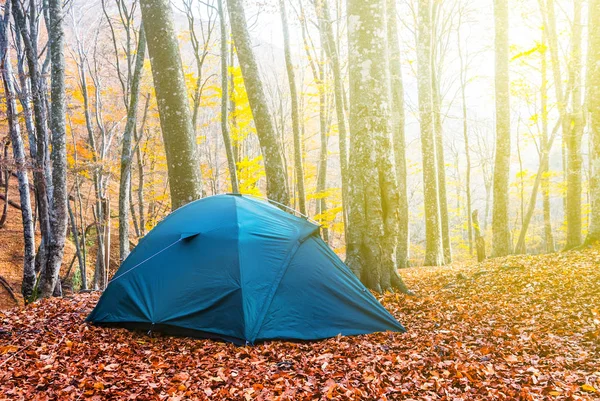 特写镜头绿色旅游帐篷在红色的秋天森林 — 图库照片