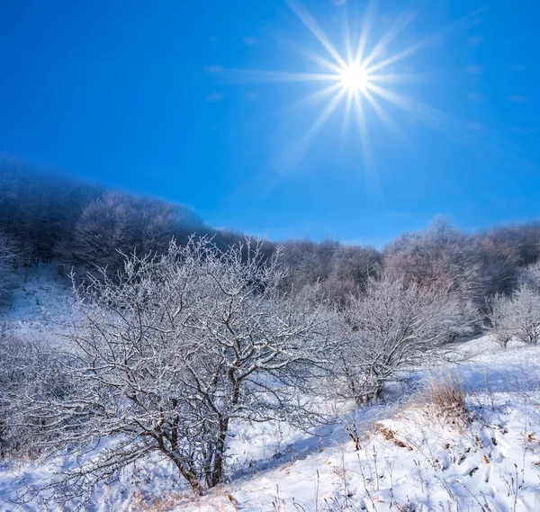晴れた日の自然の風景が雪で冬の森 — ストック写真