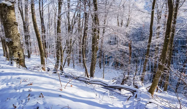Iarna Pădure Zăpadă Pantă Deal — Fotografie, imagine de stoc