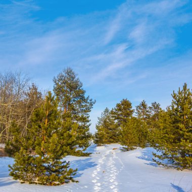 güzel kış çam ormanı içinde bir kar