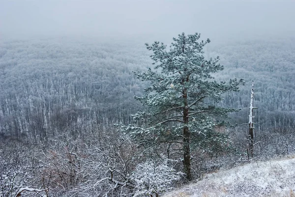 Insnöade Tallskog Mount Backen Dimma — Stockfoto