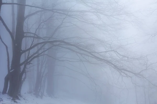 濃霧の中で秋霧の森のシーン — ストック写真