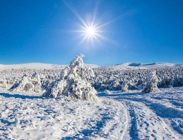 Peisaj Frumos Iarnă Pădure Legată Zăpadă Sub Soare Strălucitor — Fotografie, imagine de stoc