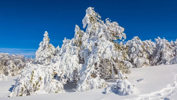 Floresta Abeto Inverno Uma Neve Abaixo Céu Azul — Fotografia de Stock