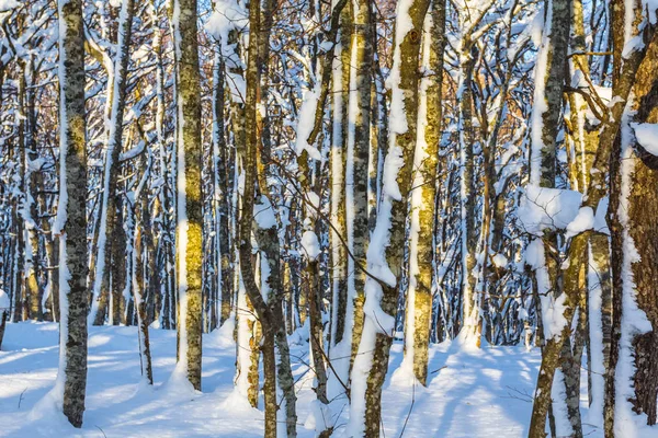 美しい冬の森林 雪の中で — ストック写真