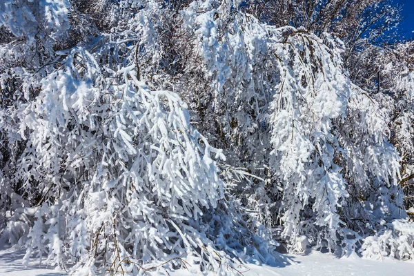 Closeup Winter Forest Snow Natural Landscape — Stock Photo, Image