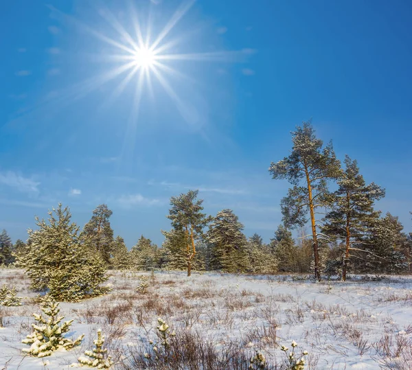 Talvella Lumisidottu Mäntymetsä Aurinkoisena Päivänä — kuvapankkivalokuva